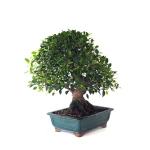 Acheter en ligne de Bonsai de collection Ficus Retusa 67 cm Sankaly Bonsai