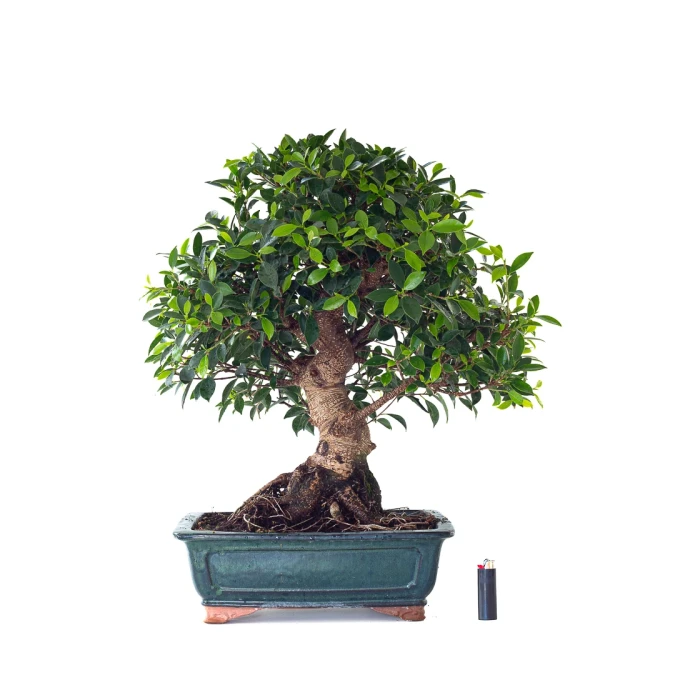 Vente en ligne spécialiste de Bonsai Ficus Retusa 67 cm Sankaly Bonsai