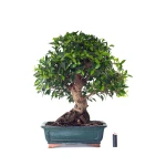 Vente en ligne spécialiste de Bonsai Ficus Retusa 67 cm Sankaly Bonsai