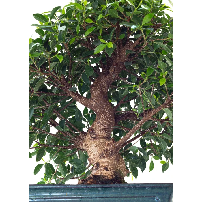Acheter en ligne spécialiste du Bonsai Ficus Retusa 67 cm Sankaly Bonsai