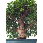 Acheter en ligne spécialiste du Bonsai Ficus Retusa 67 cm Sankaly Bonsai
