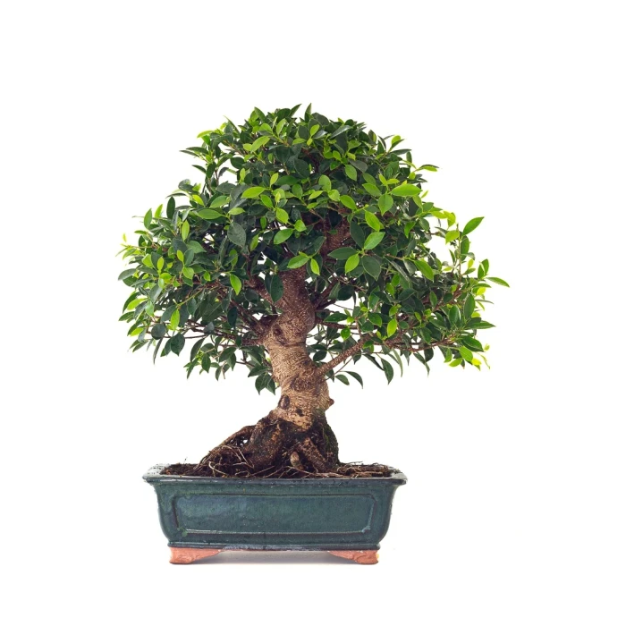 Vente en ligne de Bonsai Ficus Retusa 67 cm Sankaly Bonsai
