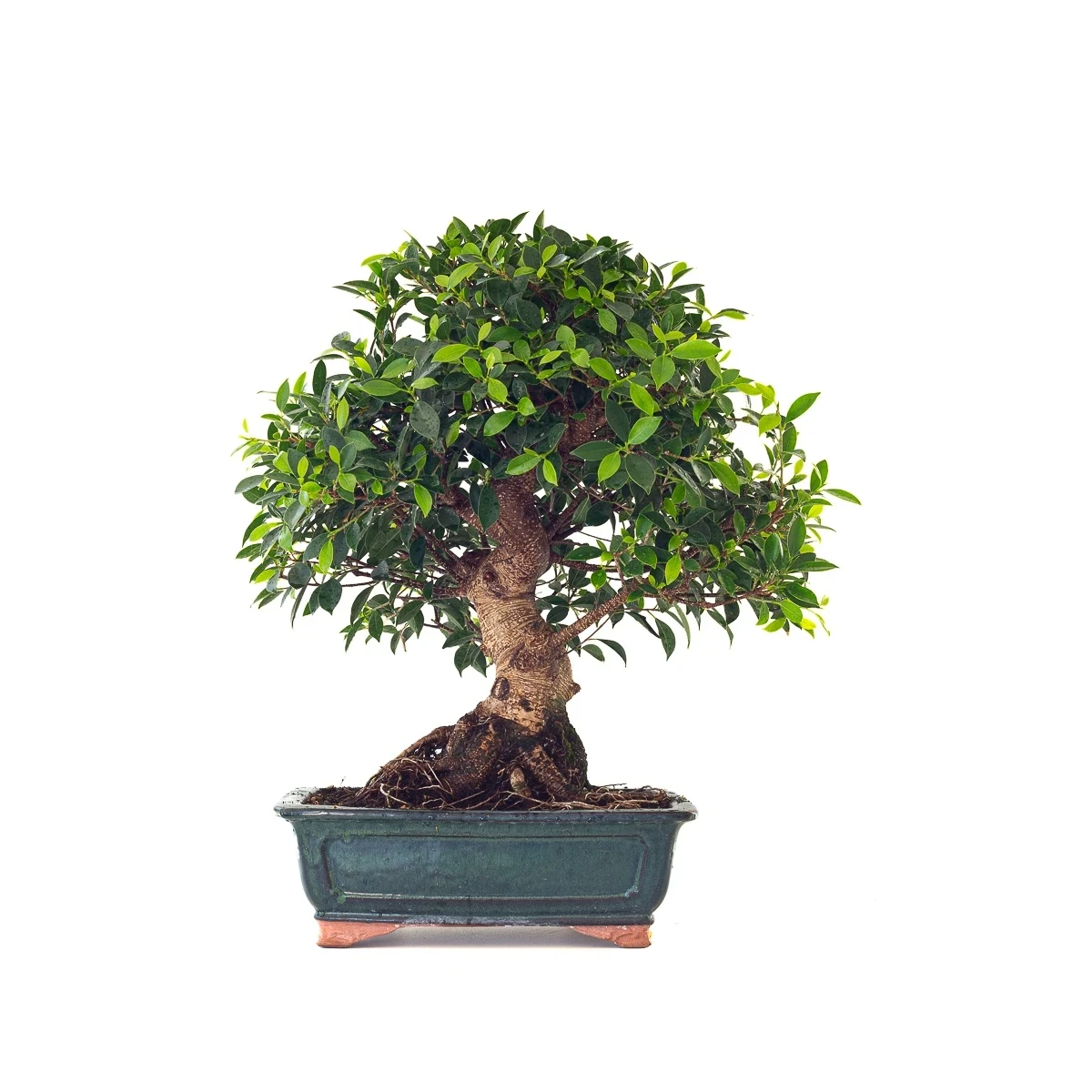 Vente en ligne de Bonsai Ficus Retusa 67 cm Sankaly Bonsai