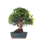 Vente en ligne de Bonsai Ficus Retusa 67 cm Sankaly Bonsai