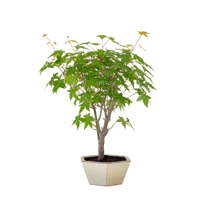 Achat Bonsai en ligne Acer Palmatum Ueno Yama 50 cm APY260502MIT Sankaly Bonsai