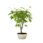 Achat Bonsai en ligne Acer Palmatum Ueno Yama 50 cm APY260502MIT Sankaly Bonsai