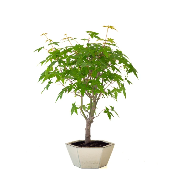 Vente de Bonsai en ligne Acer Palmatum Ueno Yama 50 cm APY260502MIT Sankaly Bonsai