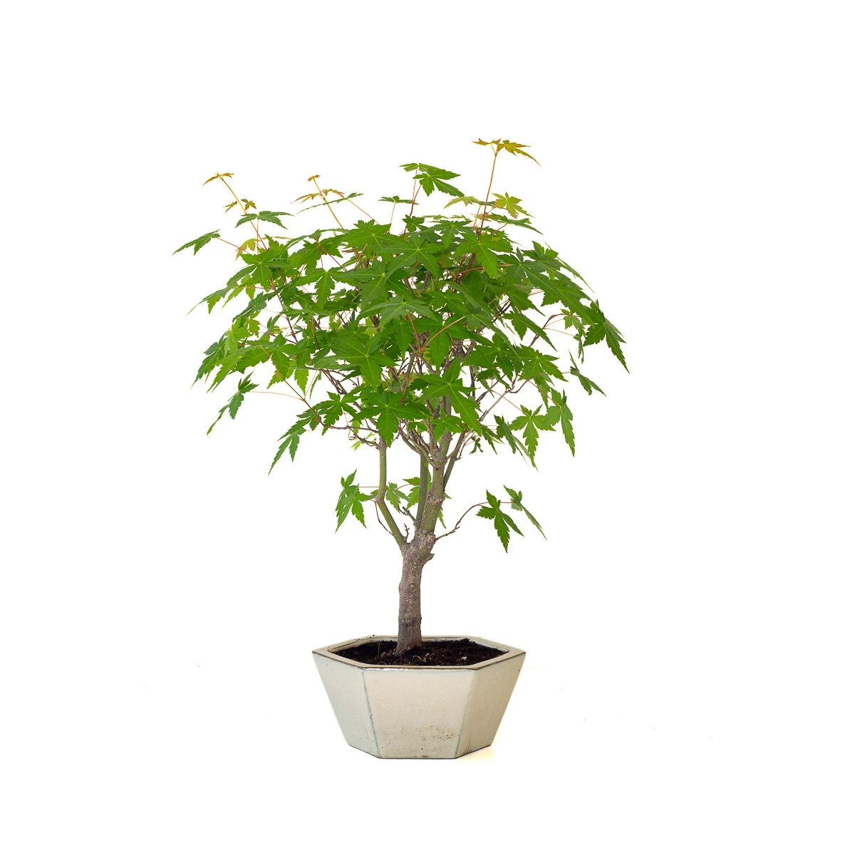 Vente de Bonsai en ligne Acer Palmatum Ueno Yama 50 cm APY260502MIT Sankaly Bonsai