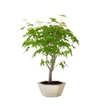 Vente de Bonsai en ligne Acer Palmatum Ueno Yama 50 cm APY260502MIT Sankaly Bonsai
