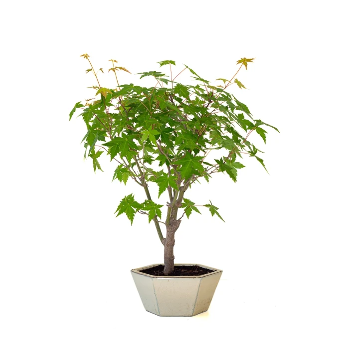 Acheter Bonsai en ligne Acer Palmatum Ueno Yama 50 cm APY260502MIT Sankaly Bonsai