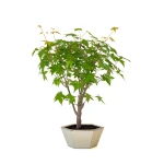 Acheter Bonsai en ligne Acer Palmatum Ueno Yama 50 cm APY260502MIT Sankaly Bonsai