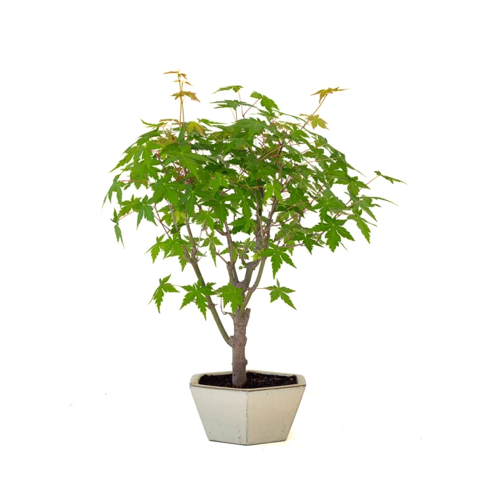 Vente de Bonsai pas cher Acer Palmatum Ueno Yama 50 cm APY260502MIT Sankaly Bonsai