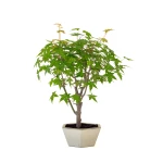 Vente de Bonsai pas cher Acer Palmatum Ueno Yama 50 cm APY260502MIT Sankaly Bonsai