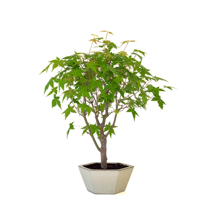 Achat Bonsai pas cher en ligne Acer Palmatum Ueno Yama 50 cm APY260502MIT Sankaly Bonsai