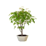 Achat Bonsai pas cher en ligne Acer Palmatum Ueno Yama 50 cm APY260502MIT Sankaly Bonsai