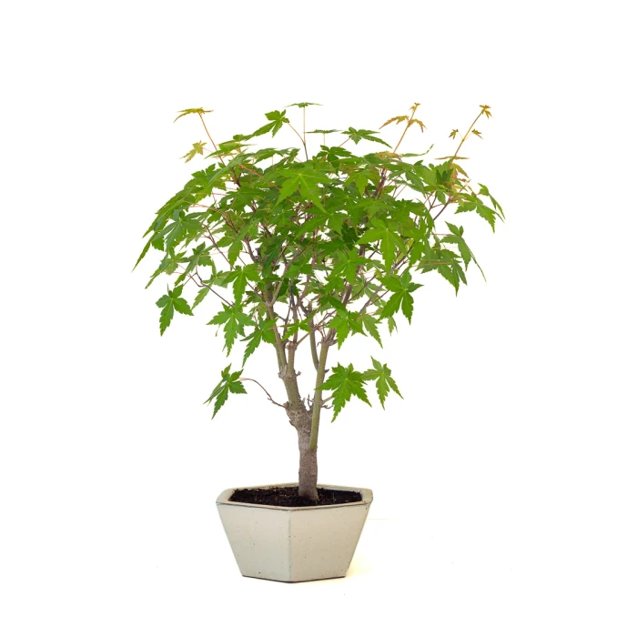 Acheter Bonsai pas cher en ligne Acer Palmatum Ueno Yama 50 cm APY260502MIT Sankaly Bonsai