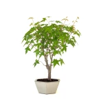 Acheter Bonsai pas cher en ligne Acer Palmatum Ueno Yama 50 cm APY260502MIT Sankaly Bonsai