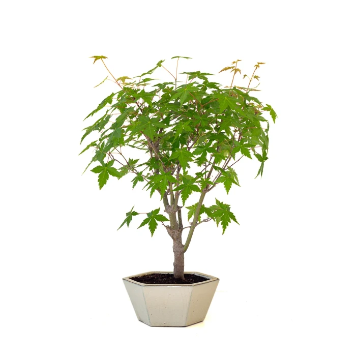 Boutique vente de Bonsai en ligne Acer Palmatum Ueno Yama 50 cm APY260502MIT Sankaly Bonsai