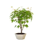 Boutique vente de Bonsai en ligne Acer Palmatum Ueno Yama 50 cm APY260502MIT Sankaly Bonsai