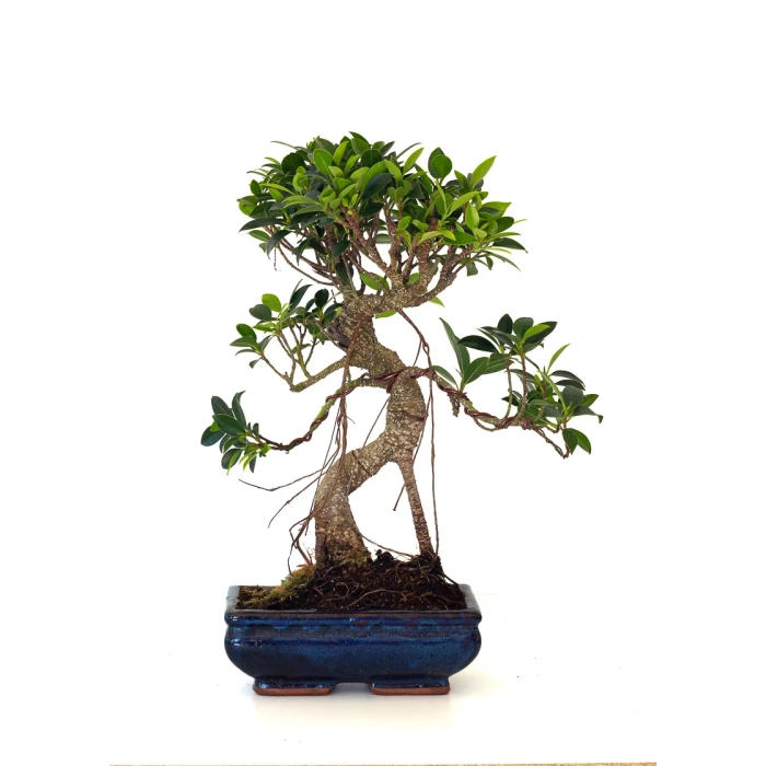 Acheter en ligne de Bonsai Ficus Retusa 40 cm FR260501MIT Sankaly Bonsai