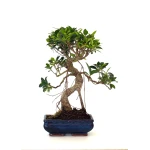 Acheter en ligne de Bonsai Ficus Retusa 40 cm FR260501MIT Sankaly Bonsai