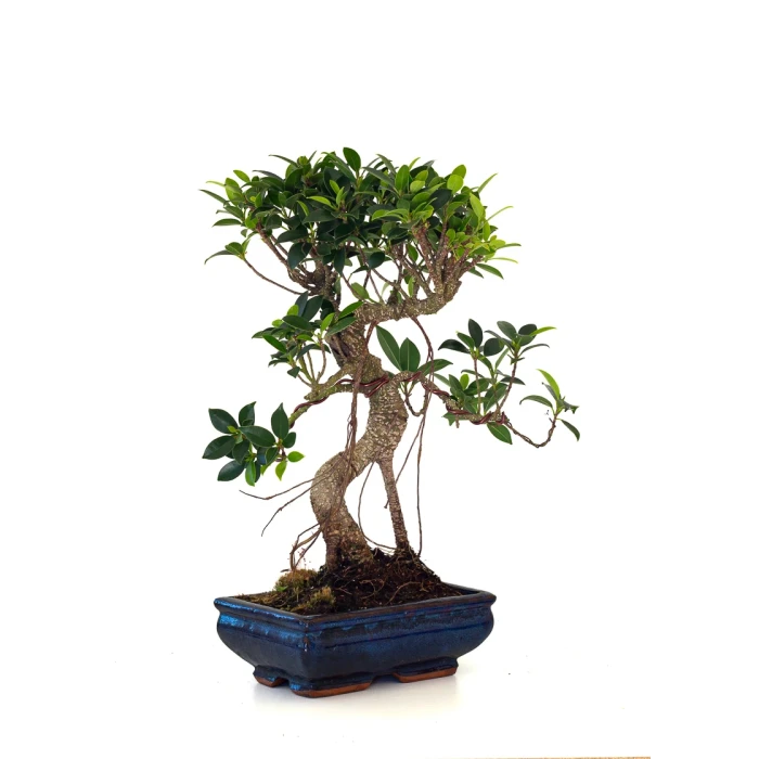 Achat en ligne de Bonsai Ficus Retusa 40 cm FR260501MIT Sankaly Bonsai