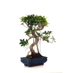 Achat en ligne de Bonsai Ficus Retusa 40 cm FR260501MIT Sankaly Bonsai