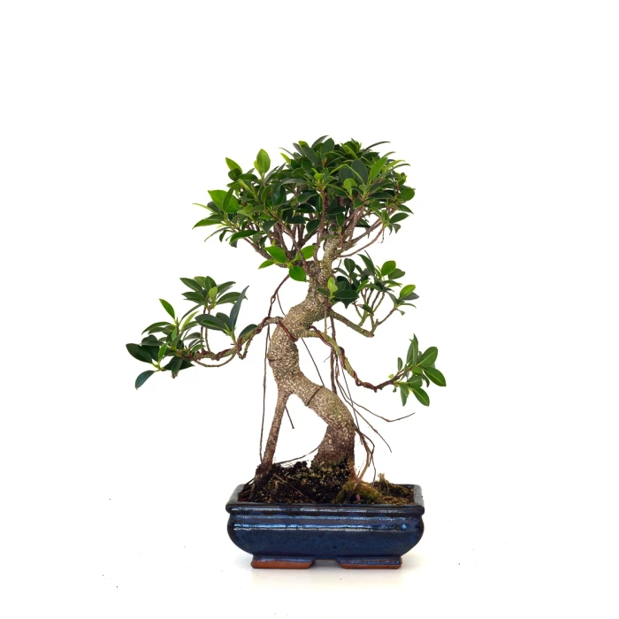 Vente en ligne de Bonsai Ficus Retusa 40 cm FR260501MIT Sankaly Bonsai