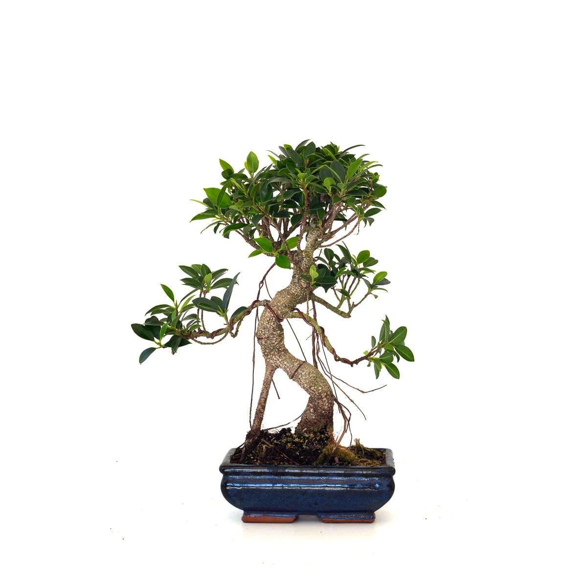 Vente en ligne de Bonsai Ficus Retusa 40 cm FR260501MIT Sankaly Bonsai