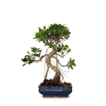 Vente en ligne de Bonsai Ficus Retusa 40 cm FR260501MIT Sankaly Bonsai