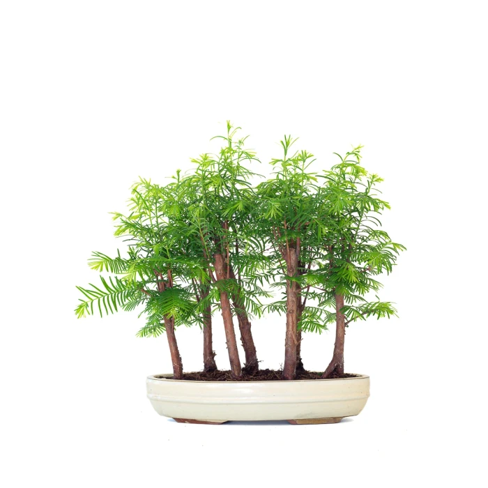 Achat Bonsai en ligne Forêt de Séquoia (Metasequoia), 7 troncs 40 cm Sankaly Bonsai