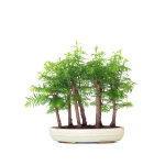 Achat Bonsai en ligne Forêt de Séquoia (Metasequoia), 7 troncs 40 cm Sankaly Bonsai