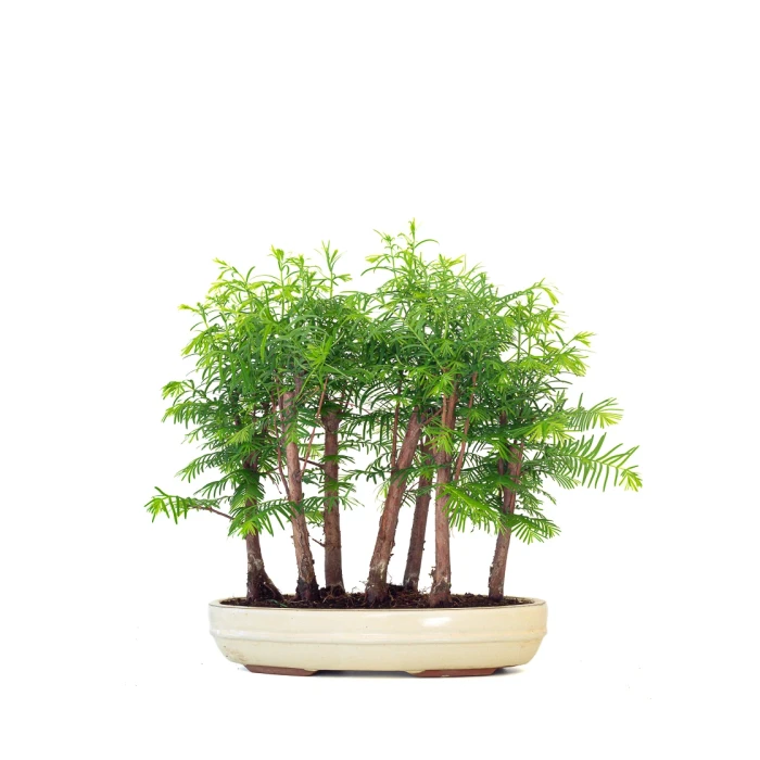 Acheter Bonsai en ligne Forêt de Séquoia (Metasequoia), 7 troncs 40 cm Sankaly Bonsai