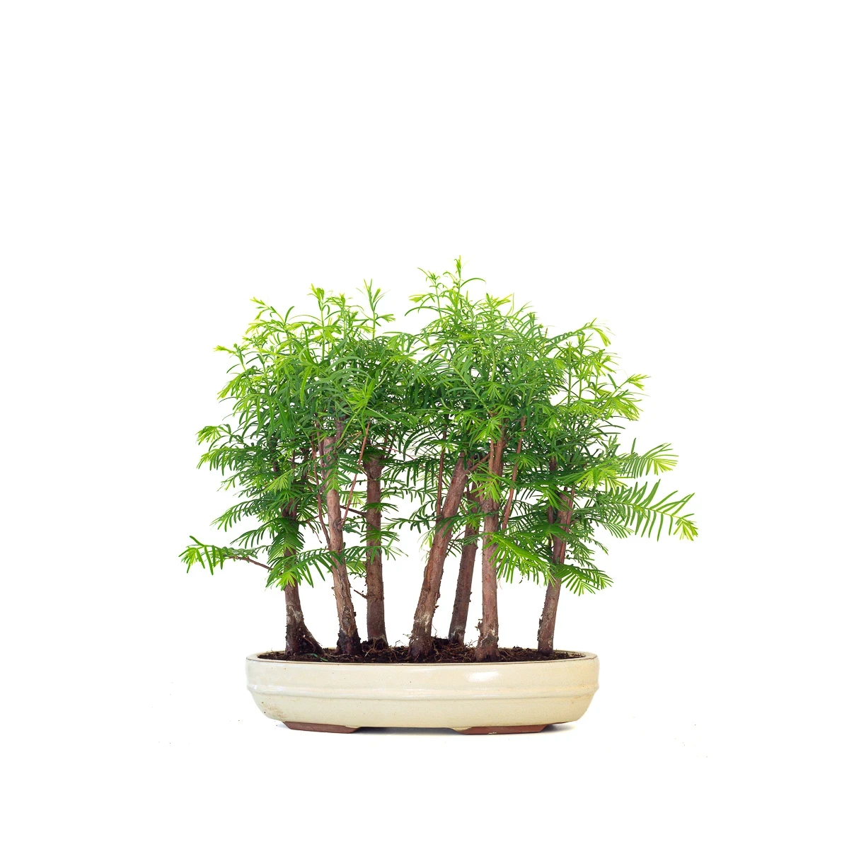 Acheter Bonsai en ligne Forêt de Séquoia (Metasequoia), 7 troncs 40 cm Sankaly Bonsai