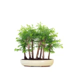Acheter Bonsai en ligne Forêt de Séquoia (Metasequoia), 7 troncs 40 cm Sankaly Bonsai