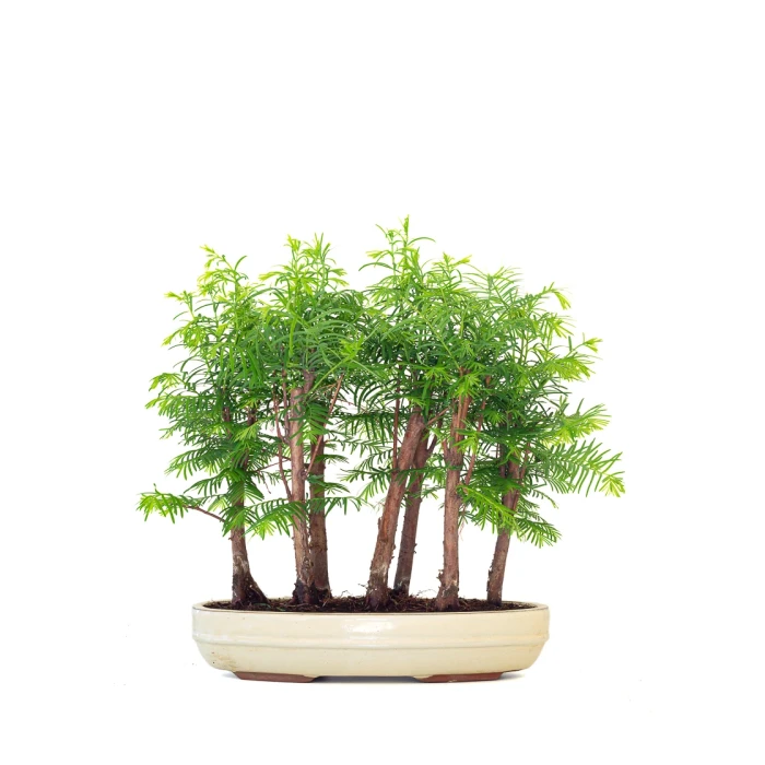 Vente Bonsai en ligne Forêt de Séquoia (Metasequoia), 7 troncs 40 cm Sankaly Bonsai