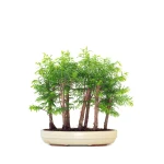 Vente Bonsai en ligne Forêt de Séquoia (Metasequoia), 7 troncs 40 cm Sankaly Bonsai
