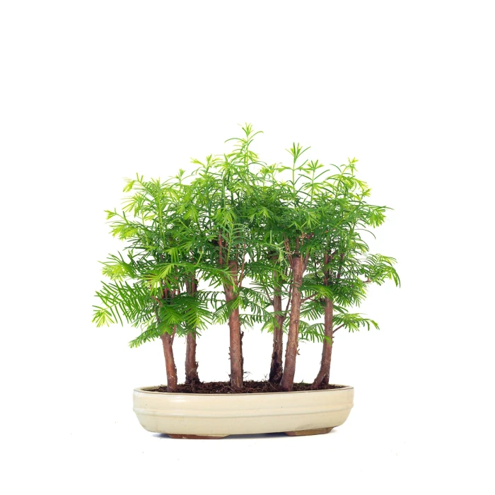 Acheter en ligne Bonsai Forêt de Séquoia (Metasequoia), 7 troncs 40 cm Sankaly Bonsai