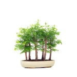 Acheter en ligne Bonsai Forêt de Séquoia (Metasequoia), 7 troncs 40 cm Sankaly Bonsai
