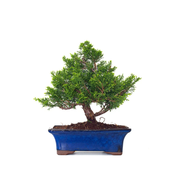 Achat en ligne Bonsai Juniperus Chinensis Itoigawa 31 cm Sankaly Bonsai