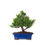 Achat en ligne Bonsai Juniperus Chinensis Itoigawa 31 cm Sankaly Bonsai