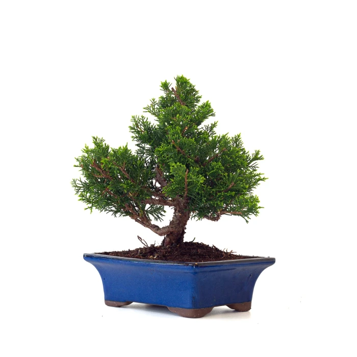 Acheter en ligne Bonsai Juniperus Chinensis Itoigawa 31 cm Sankaly Bonsai