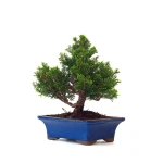 Acheter en ligne Bonsai Juniperus Chinensis Itoigawa 31 cm Sankaly Bonsai