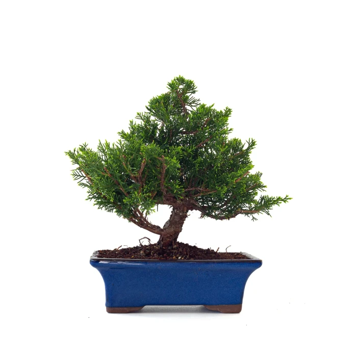 Vente en ligne Bonsai Juniperus Chinensis Itoigawa 31 cm Sankaly Bonsai