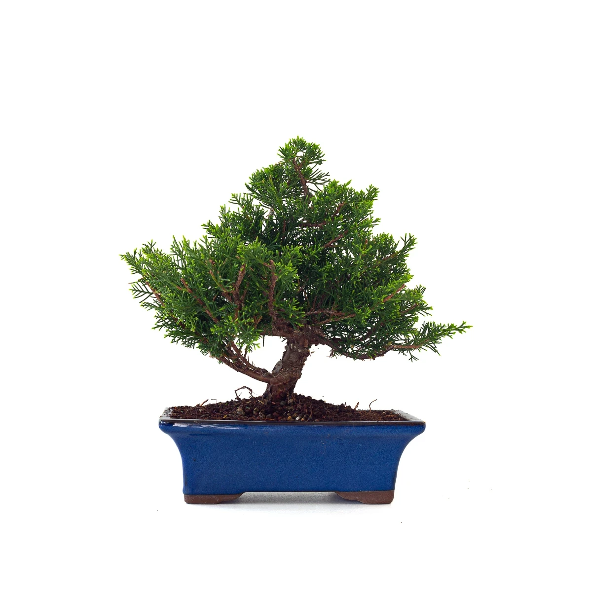 Vente en ligne Bonsai Juniperus Chinensis Itoigawa 31 cm Sankaly Bonsai