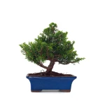 Vente en ligne Bonsai Juniperus Chinensis Itoigawa 31 cm Sankaly Bonsai