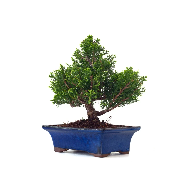 Vente Bonsai pas cher Juniperus Chinensis Itoigawa 31 cm Sankaly Bonsai