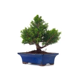 Vente Bonsai pas cher Juniperus Chinensis Itoigawa 31 cm Sankaly Bonsai