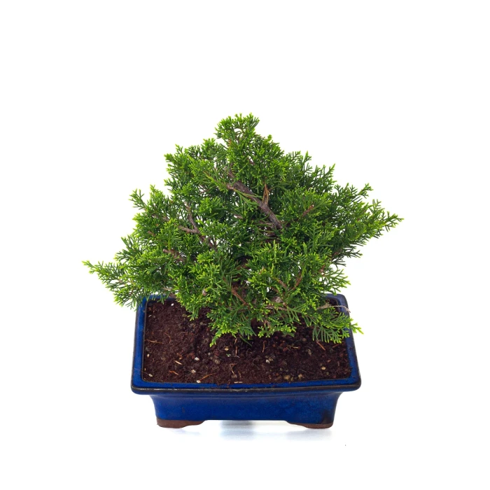 Acheter Bonsai pas cher Juniperus Chinensis Itoigawa 31 cm Sankaly Bonsai