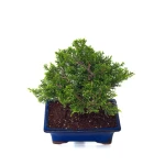 Acheter Bonsai pas cher Juniperus Chinensis Itoigawa 31 cm Sankaly Bonsai